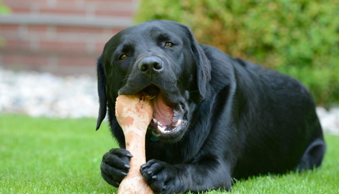 Dog eat Bone on meadow