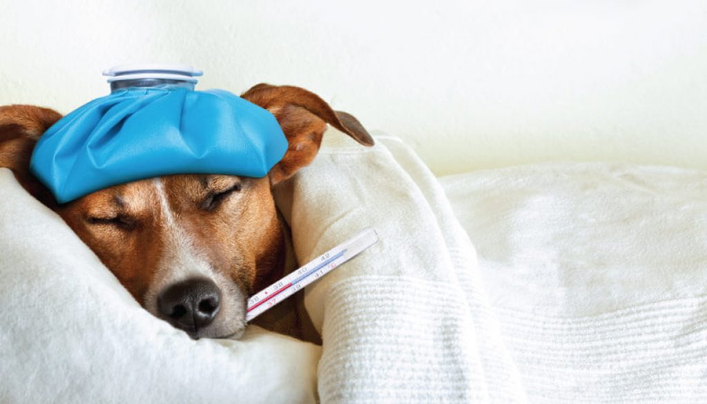 blog-dog-flu-civ