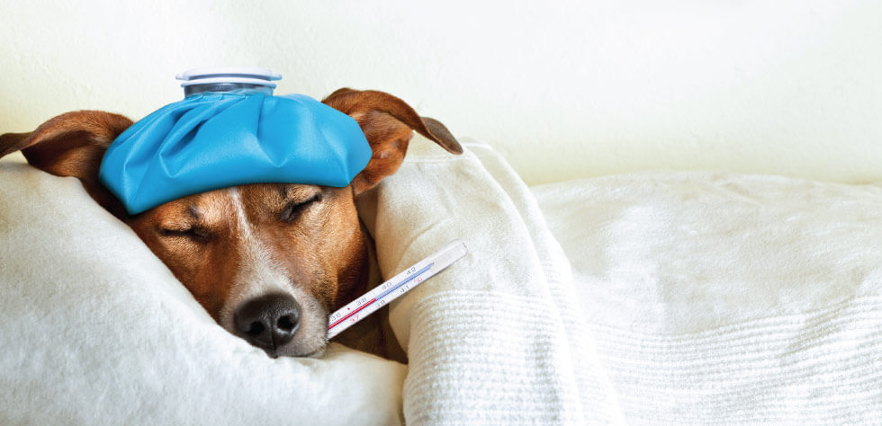 blog-dog-flu-civ